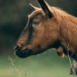 Close-up portrait of a brown goat in an outdoor setting in Portugal.