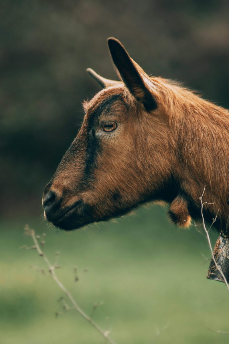 Close-up portrait of a brown goat in an outdoor setting in Portugal.