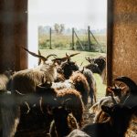 Herd of goats gathered inside a barn with an open door leading outside.