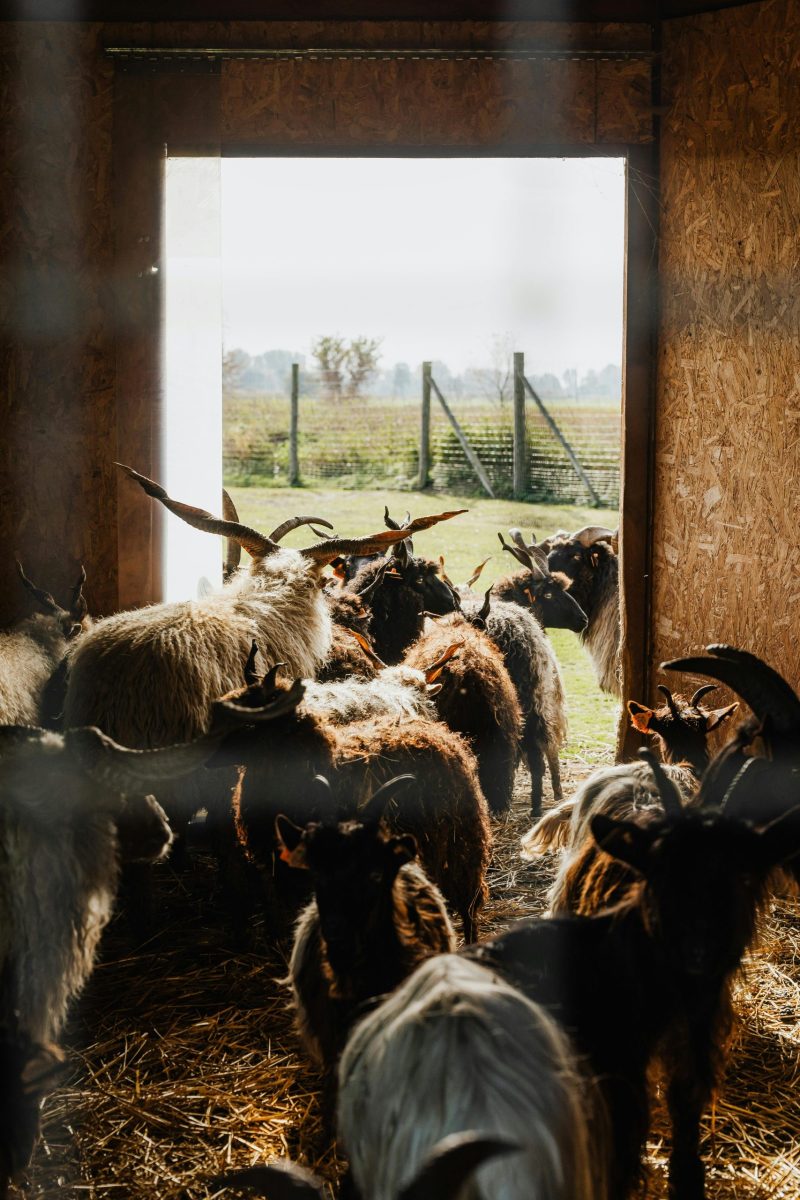 Herd of goats gathered inside a barn with an open door leading outside.