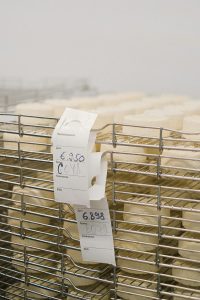Stacks of cheese rounds aging on industrial racks in a cheese production facility.