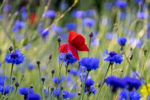 poppy, cornflower, flower meadow, wildflowers, nature, blossom, bloom, spring meadow, close up, poppy, poppy, poppy, cornflower, cornflower, cornflower, cornflower, cornflower, wildflowers, wildflowers, wildflowers, nature